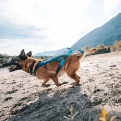 Non-Stop Dogwear Freemotion 5.0 Dragsele Turkos