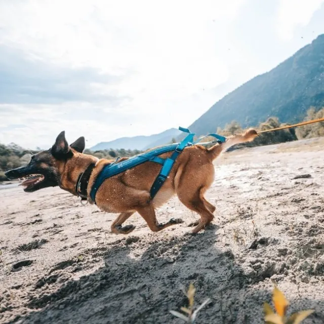 Non-Stop Dogwear Freemotion 5.0 Dragsele Turkos