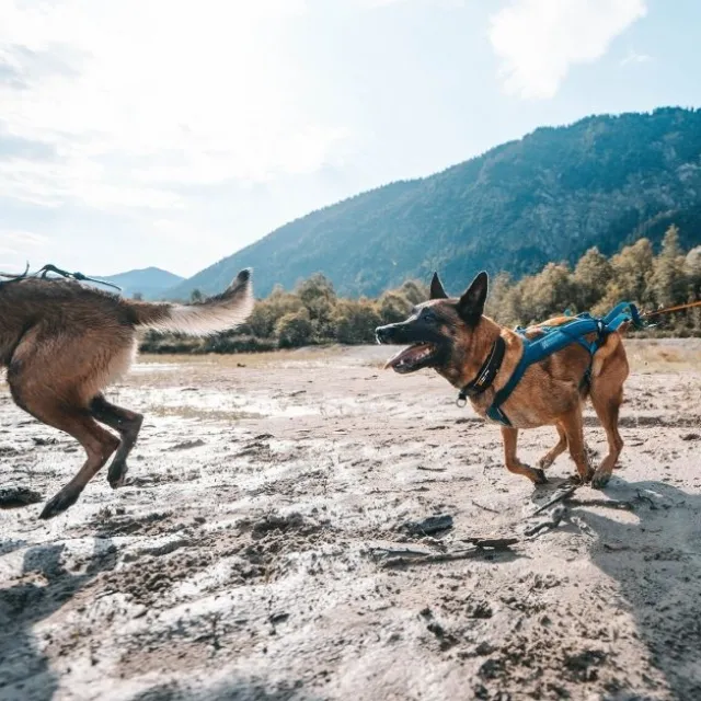 Non-Stop Dogwear Freemotion 5.0 Dragsele Turkos
