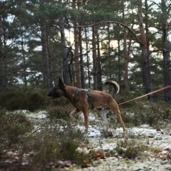 Non-Stop Dogwear Friction Långlina Hundkoppel Orange