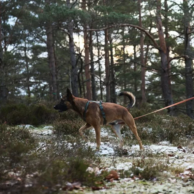 Non-Stop Dogwear Friction Långlina Hundkoppel Orange