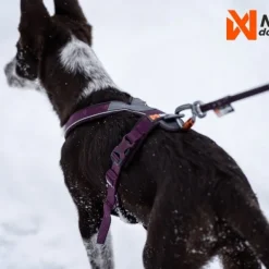 Non-Stop Dogwear Line Hundsele 5.0 Lila