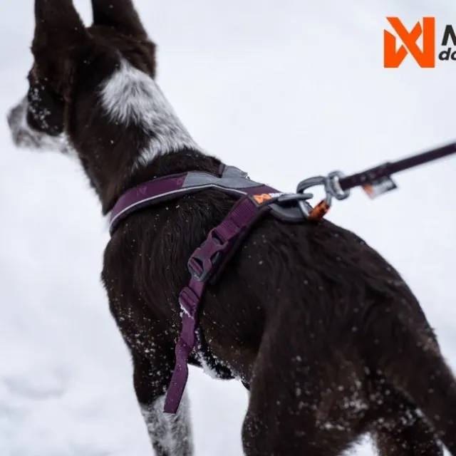 Non-Stop Dogwear Line Hundsele 5.0 Lila