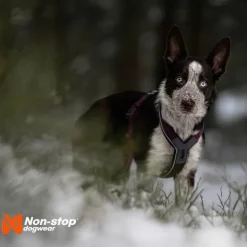 Non-Stop Dogwear Line Hundsele 5.0 Lila