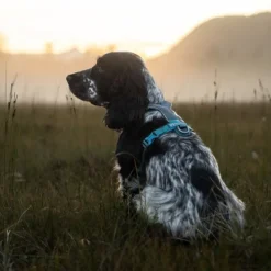 Non-Stop Dogwear Line Hundsele 5.0 Turkos
