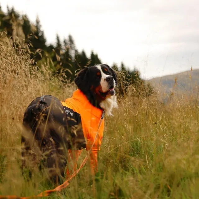 Non-stop Dogwear Protector Hundoverall för Hanhundar Svart & Orange