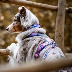 Non-stop Dogwear Trail Quest Rachel Pohl Hundhalsband Rosa/Lila