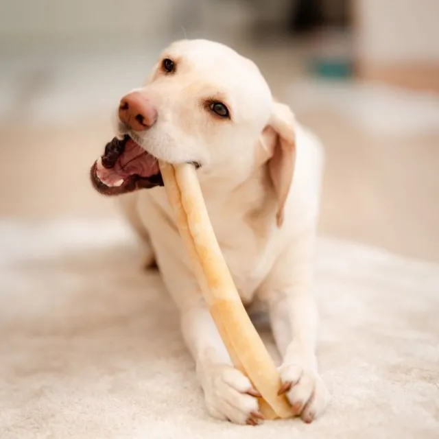 POCCA European Bone Nöt Tuggrulle 37 cm