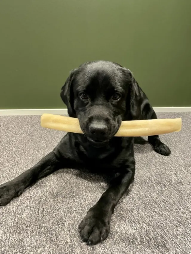 POCCA European Bone Nöt Tuggrulle 37 cm