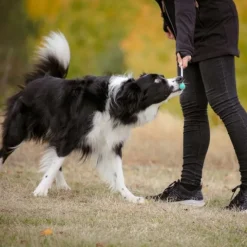 Pro Dog Target Stick Mintgrön