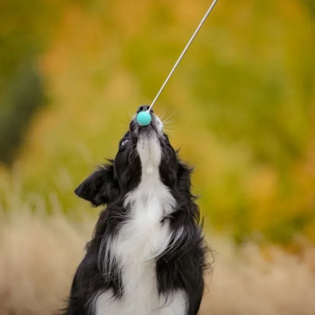 Pro Dog Target Stick Mintgrön