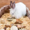 Quapas! Nibble Smådjursleksaker Stjärnor