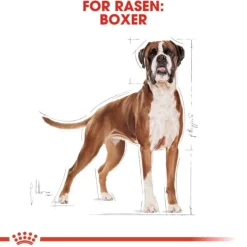Royal Canin Boxer Adult torrfoder för hund
