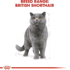 Royal Canin British Shorthair Adult torrfoder för katt
