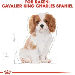 Royal Canin Cavalier King Charles Puppy torrfoder för hundvalp