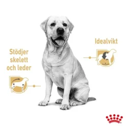 Royal Canin Labrador Retriever Adult Gravy våtfoder för hund 10x140 g