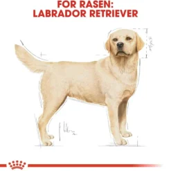 Royal Canin Labrador Retriever Adult torrfoder för hund