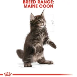 Royal Canin Maine Coon Kitten torrfoder för kattunge