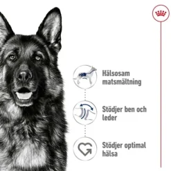 Royal Canin Maxi Adult torrfoder för hund