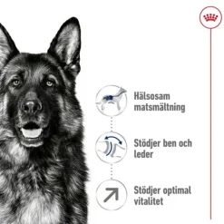 Royal Canin Maxi Adult 5+ torrfoder för hund