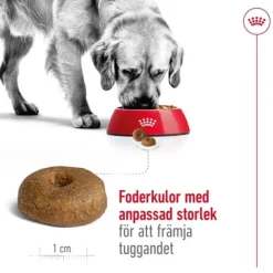 Royal Canin Maxi Ageing 8+ torrfoder för hund