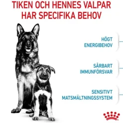 Royal Canin Maxi Starter torrfoder för hund och hundvalp