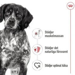 Royal Canin Medium Adult Gravy våtfoder för hund 10x140g