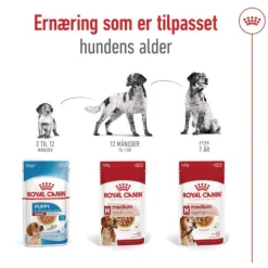Royal Canin Medium Ageing Gravy våtfoder för hund 10x140g