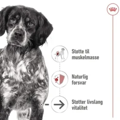 Royal Canin Medium Ageing Gravy våtfoder för hund 10x140g