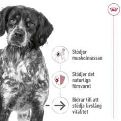 Royal Canin Medium Ageing 10+ torrfoder för hund