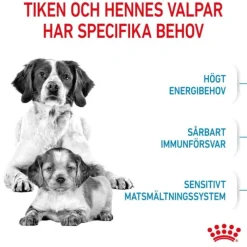 Royal Canin Medium Starter torrfoder för hund och hundvalp