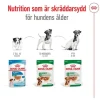 Royal Canin Mini Adult Gravy våtfoder för hund 12x85g