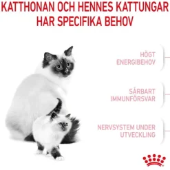 Royal Canin Mother & Babycat torrfoder för katt och kattunge