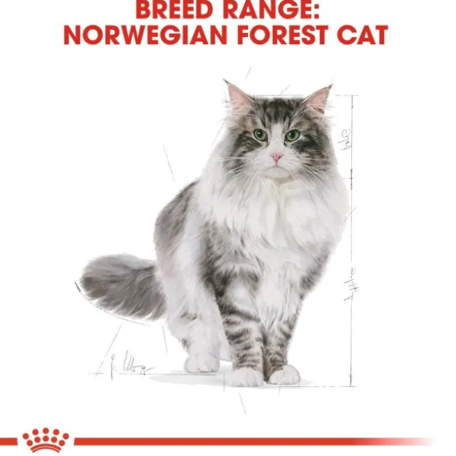Royal Canin Norwegian Forest Cat Adult torrfoder för katt
