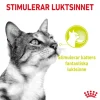 Royal Canin Sensory Mixed Box Gravy Adult våtfoder för katt 12x85 g