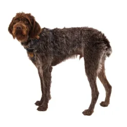Ruffwear Front Range Hundsele Brun/Ljusbrun