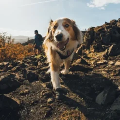 Ruffwear Ridgeline Hundskor Svart 2-pack