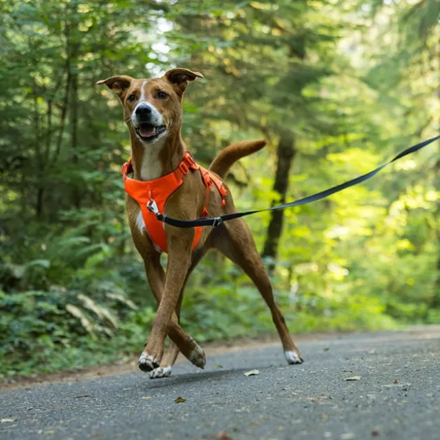 Ruffwear Web Master Hundsele Orange