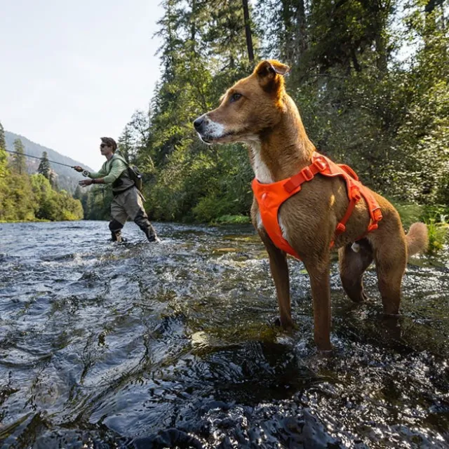 Ruffwear Web Master Hundsele Orange