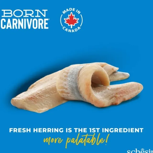 Schesir Cat Adult Born Carnivore Herring & Salmon