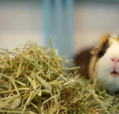 Smily Hö