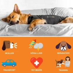 Thundershirt till Hund