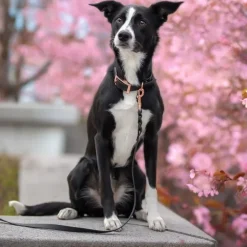 Tyylivoitto Classy Hundhalsband Svart