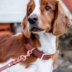 Tyylivoitto Classy Hundhalsband Brun