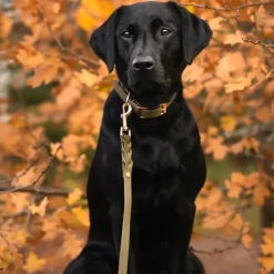Tyylivoitto Classy Hundhalsband Olivgrön