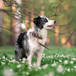 Tyylivoitto Classy Hundhalsband Olivgrön