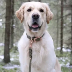 Tyylivoitto Classy Hundhalsband Olivgrön
