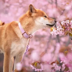 Tyylivoitto Classy Hundhalsband Lavendel