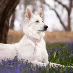 Tyylivoitto Classy Hundhalsband Lavendel