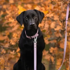 Tyylivoitto Classy Hundhalsband Lavendel